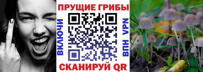 Купить закладки  Бикин  Галлюциногенные грибы Magic Shrooms 